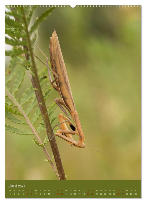 Die Gottesanbeterin. Räuber der Insektenwelt. (CALVENDO Wandkalender 2027)