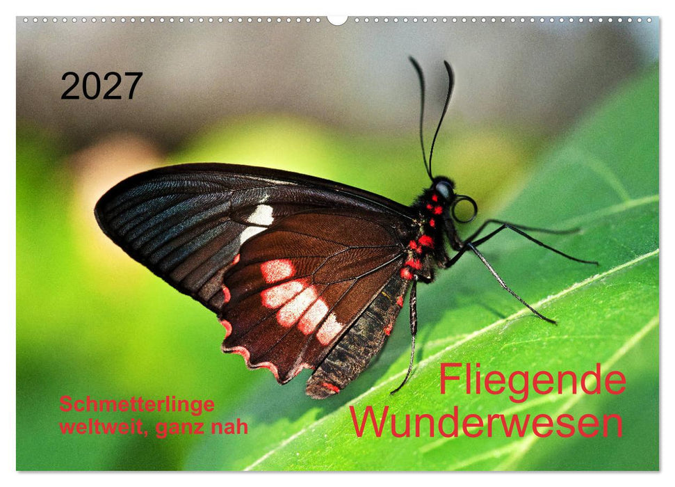 Fliegende Wunderwesen. Schmetterlinge weltweit, ganz nah (CALVENDO Wandkalender 2027)