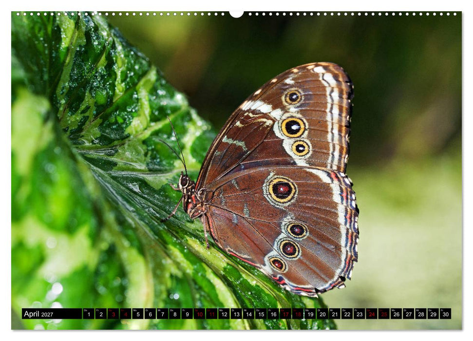 Fliegende Wunderwesen. Schmetterlinge weltweit, ganz nah (CALVENDO Wandkalender 2027)