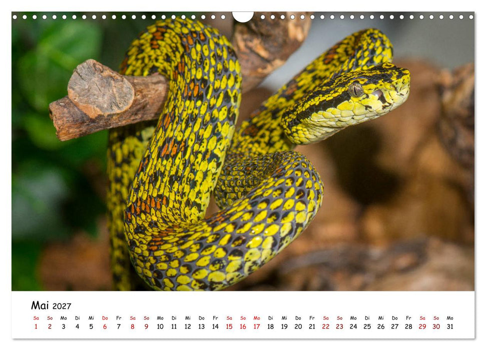 Mythos Schlangen (CALVENDO Wandkalender 2027)