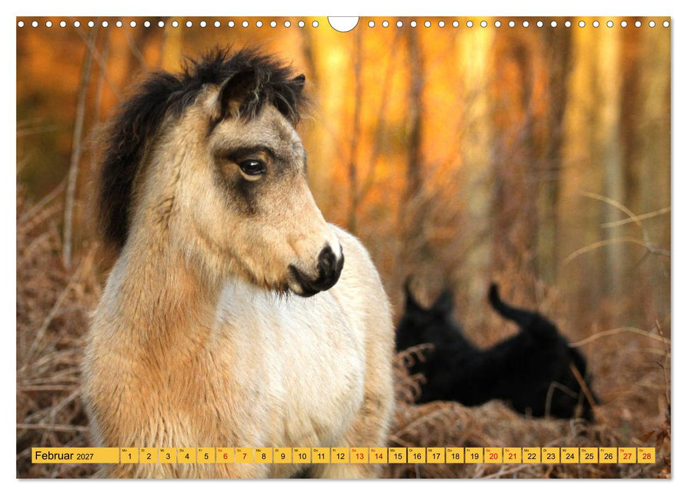 Ponys, die starken Persönlichkeiten (CALVENDO Wandkalender 2027)