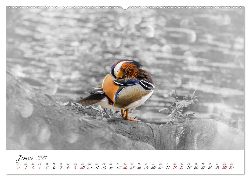 Abenteuer einer Mandarinente (CALVENDO Wandkalender 2027)