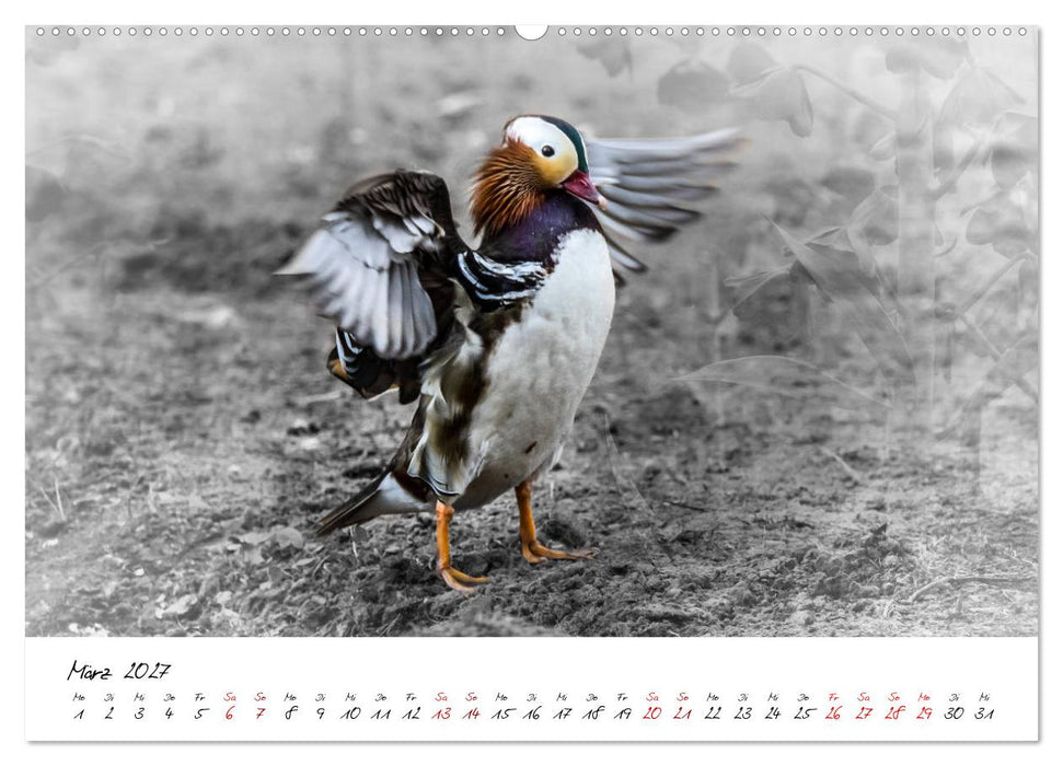 Abenteuer einer Mandarinente (CALVENDO Wandkalender 2027)