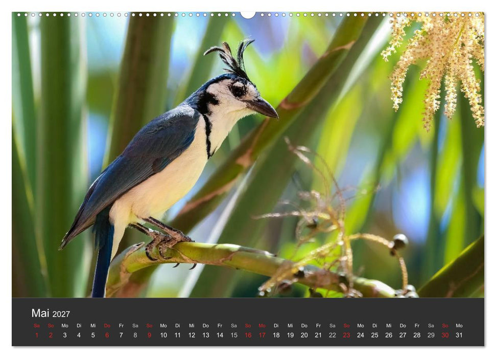 Costa Rica 2027 Exotische Vogelwelt (CALVENDO Wandkalender 2027)