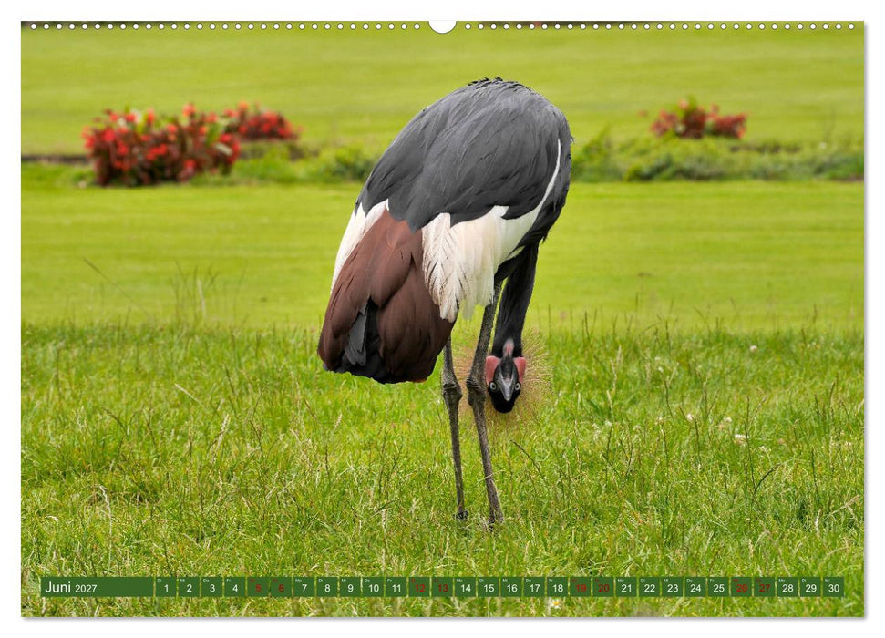 Weltvogelpark Walsrode - Die Vielfalt der Vogelarten (CALVENDO Wandkalender 2027)
