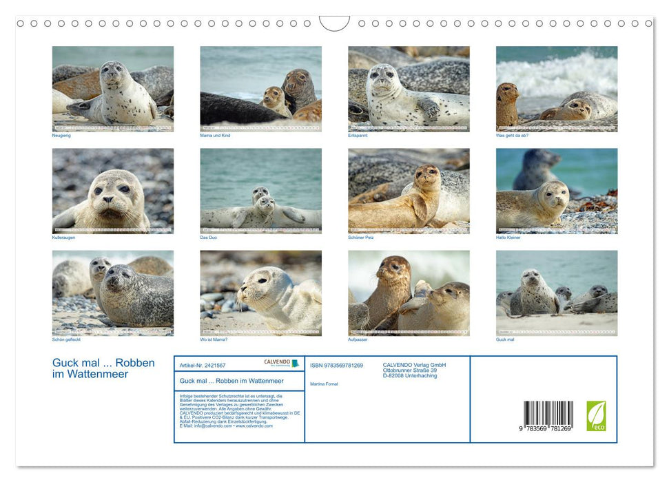 Guck mal... Robben im Wattenmeer (CALVENDO Wandkalender 2027)