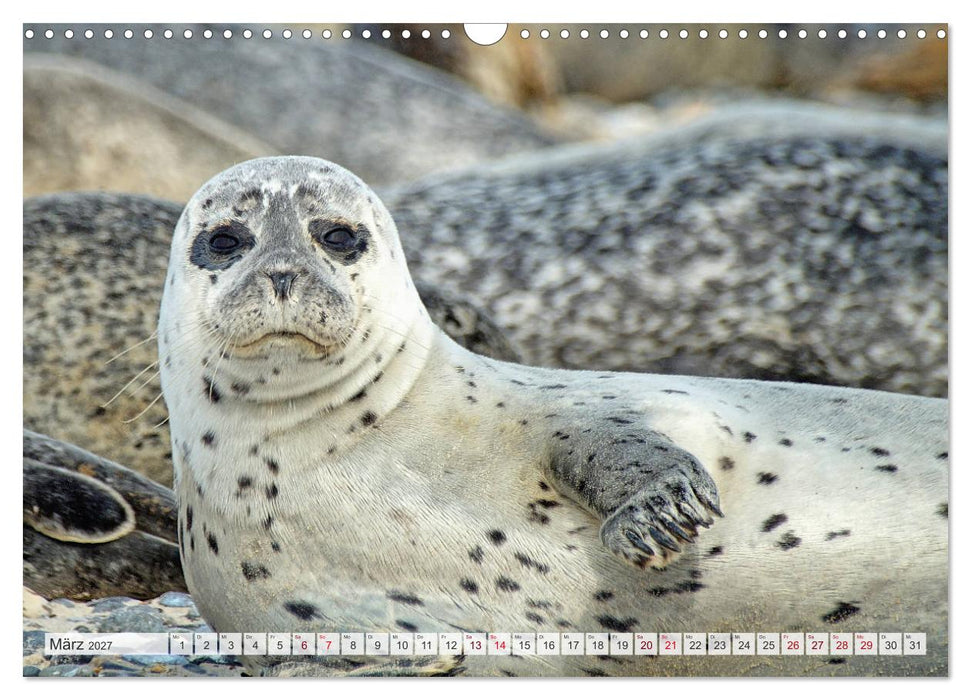 Guck mal... Robben im Wattenmeer (CALVENDO Wandkalender 2027)