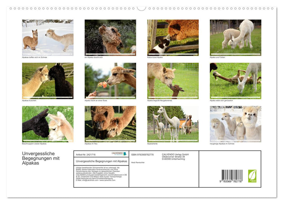 Unvergessliche Begegnungen mit Alpakas (CALVENDO Premium Wandkalender 2027)