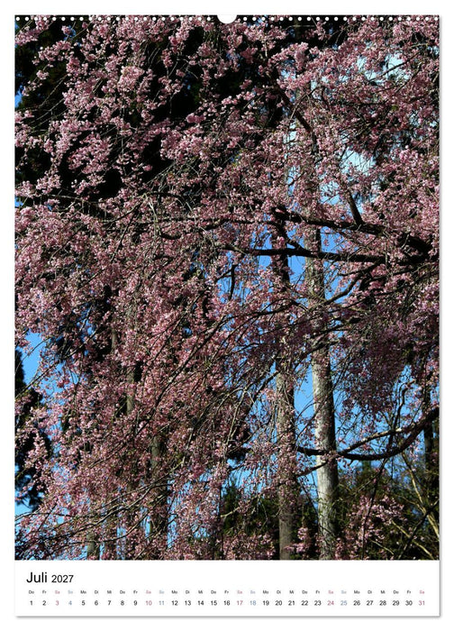 Japan - Kirschblüten (CALVENDO Premium Wandkalender 2027)