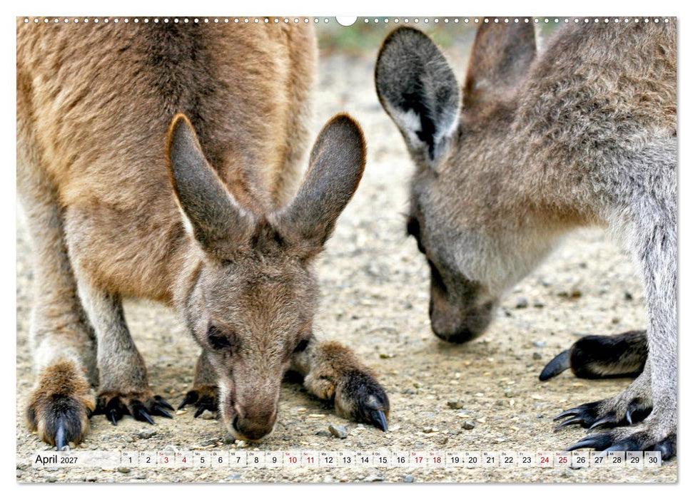 Inselschönheit Tasmanien (CALVENDO Wandkalender 2027)