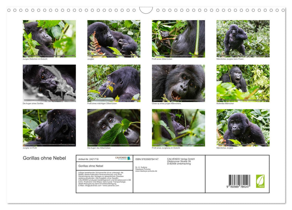 Gorillas ohne Nebel (CALVENDO Wandkalender 2027)