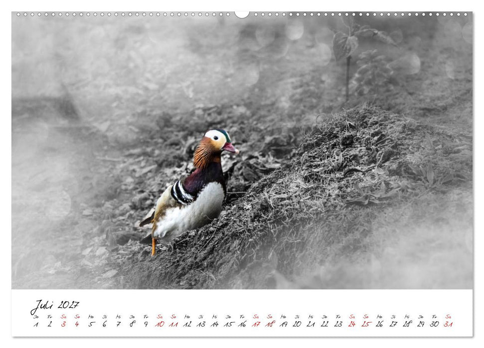 Abenteuer einer Mandarinente (CALVENDO Premium Wandkalender 2027)