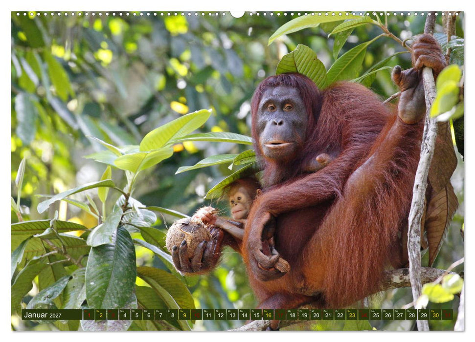 Borneo - Tierparadies Regenwald (CALVENDO Wandkalender 2027)