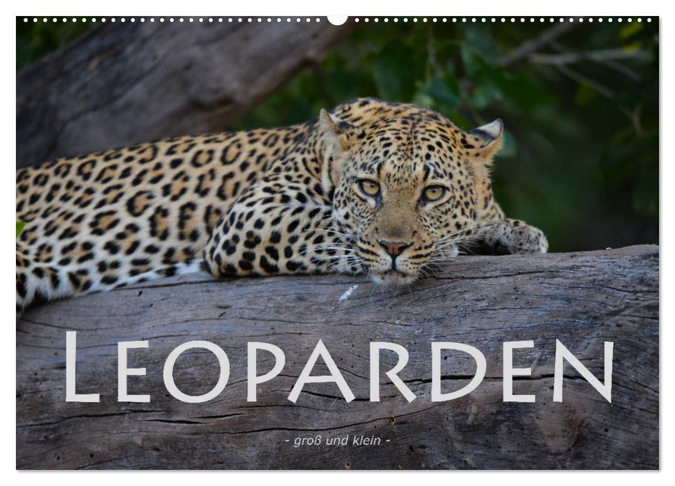 Leoparden - groß und klein (CALVENDO Wandkalender 2027)