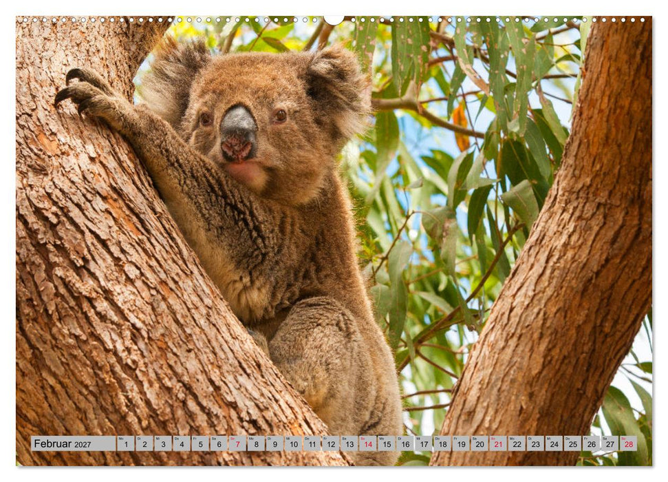 Australische Koalas (CALVENDO Wandkalender 2027)