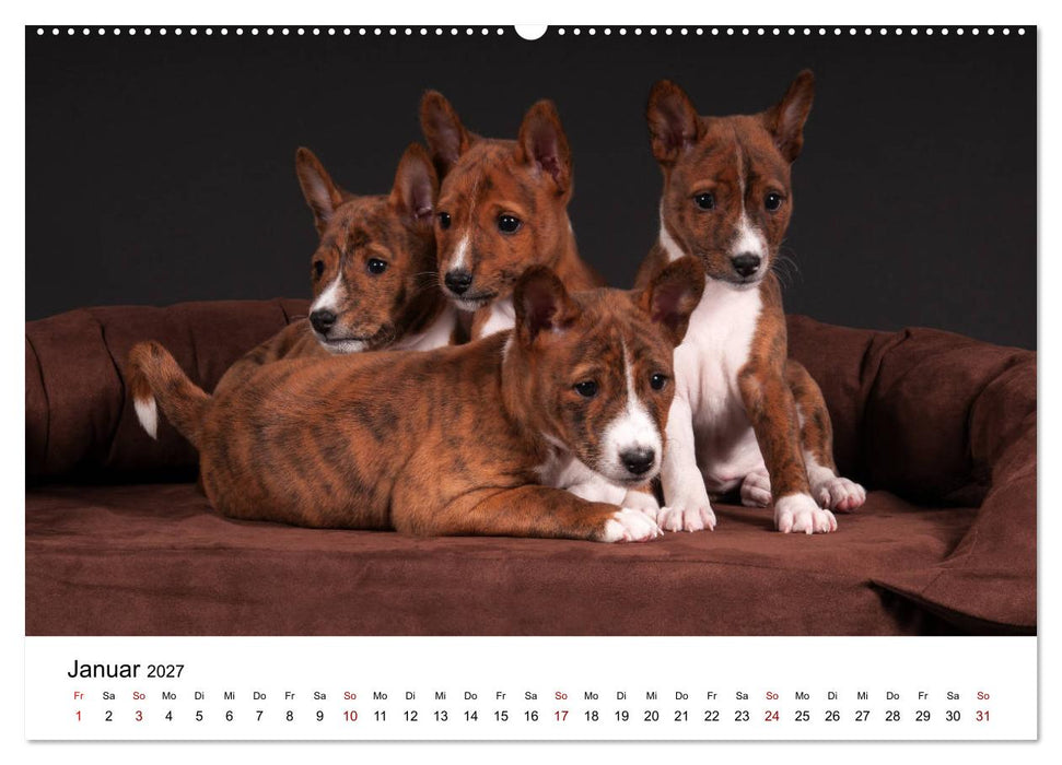 Süße Basenji-Kinder (CALVENDO Premium Wandkalender 2027)