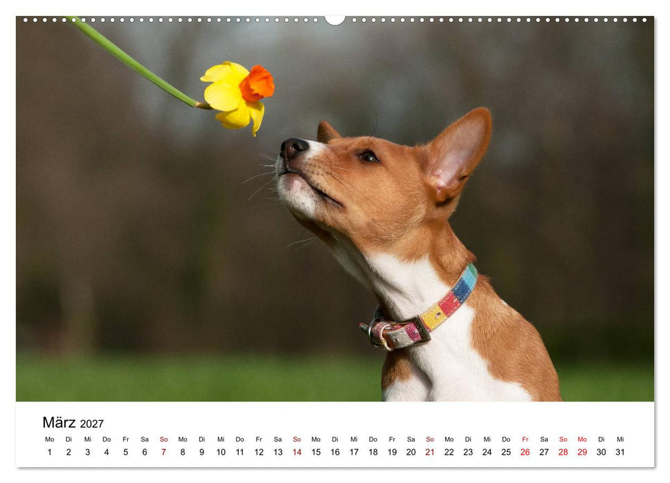 Süße Basenji-Kinder (CALVENDO Premium Wandkalender 2027)