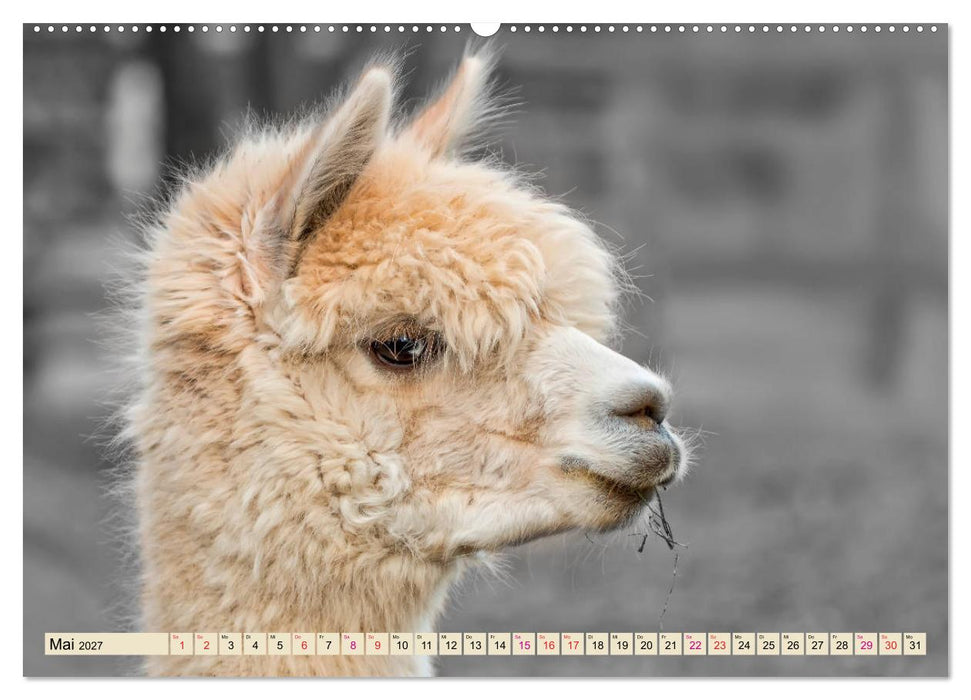 Alpaka Gesichter (CALVENDO Wandkalender 2027)