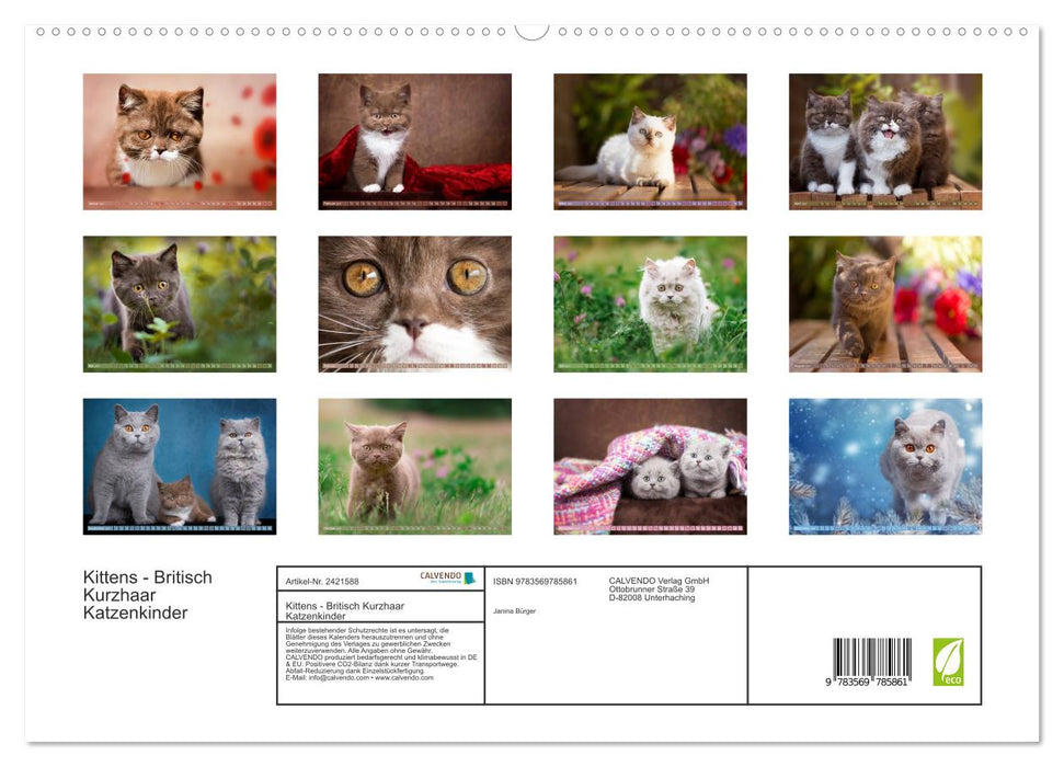 Kittens - Britisch Kurzhaar Katzenkinder (CALVENDO Premium Wandkalender 2027)