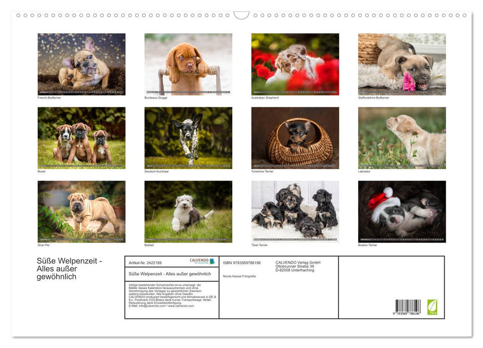 Süße Welpenzeit - Alles außer gewöhnlich (CALVENDO Wandkalender 2027)