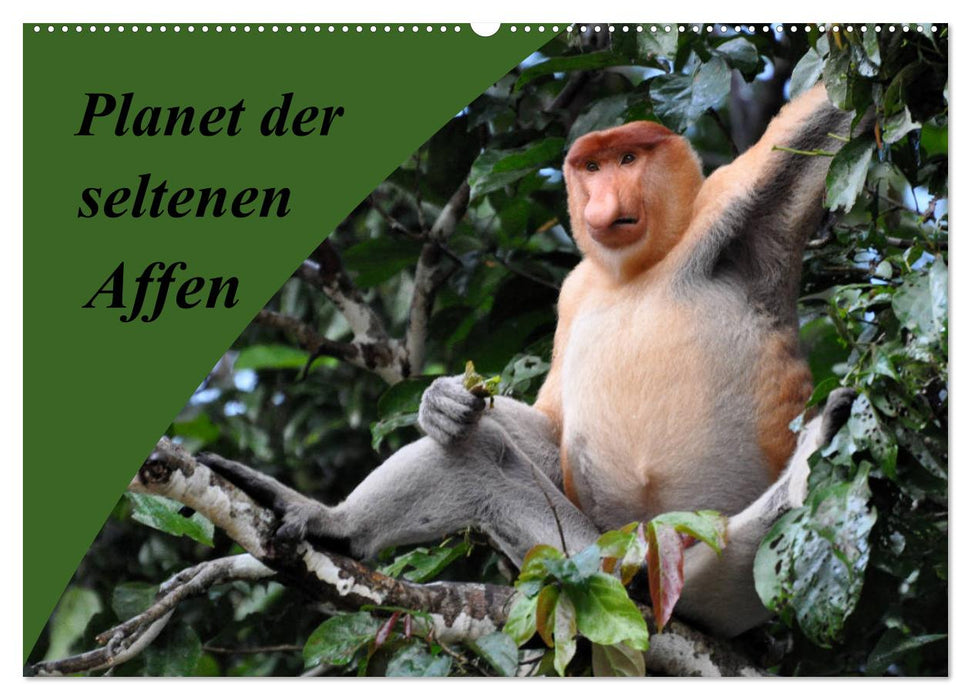 Planet der seltenen Affen (CALVENDO Wandkalender 2027)