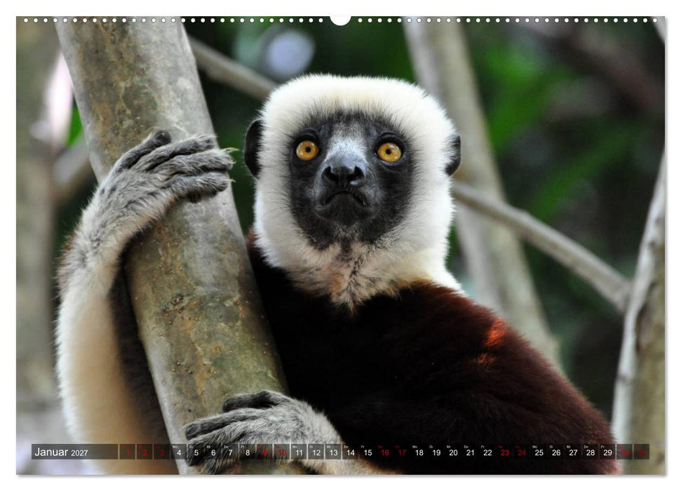 Planet der seltenen Affen (CALVENDO Premium Wandkalender 2027)