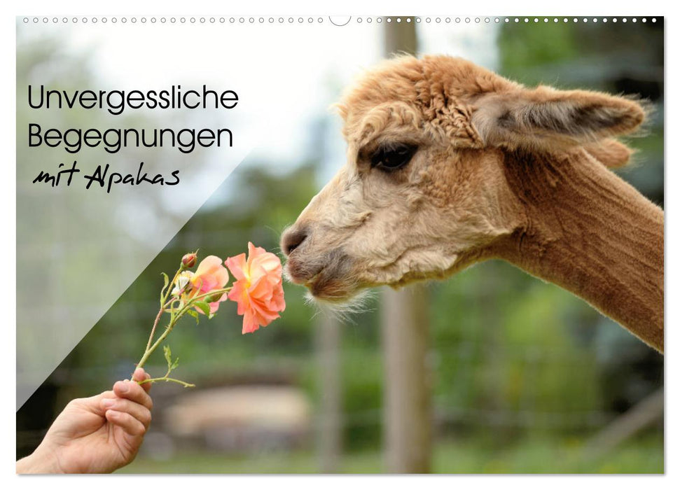 Unvergessliche Begegnungen mit Alpakas (CALVENDO Wandkalender 2027)