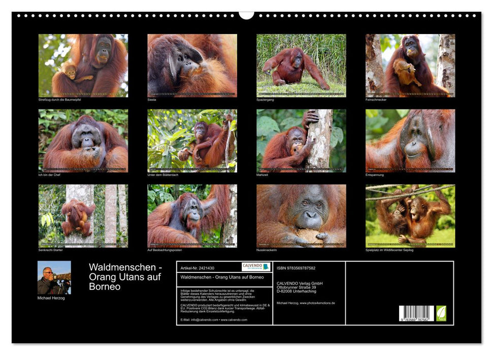 Waldmenschen - Orang Utans auf Borneo (CALVENDO Wandkalender 2027)