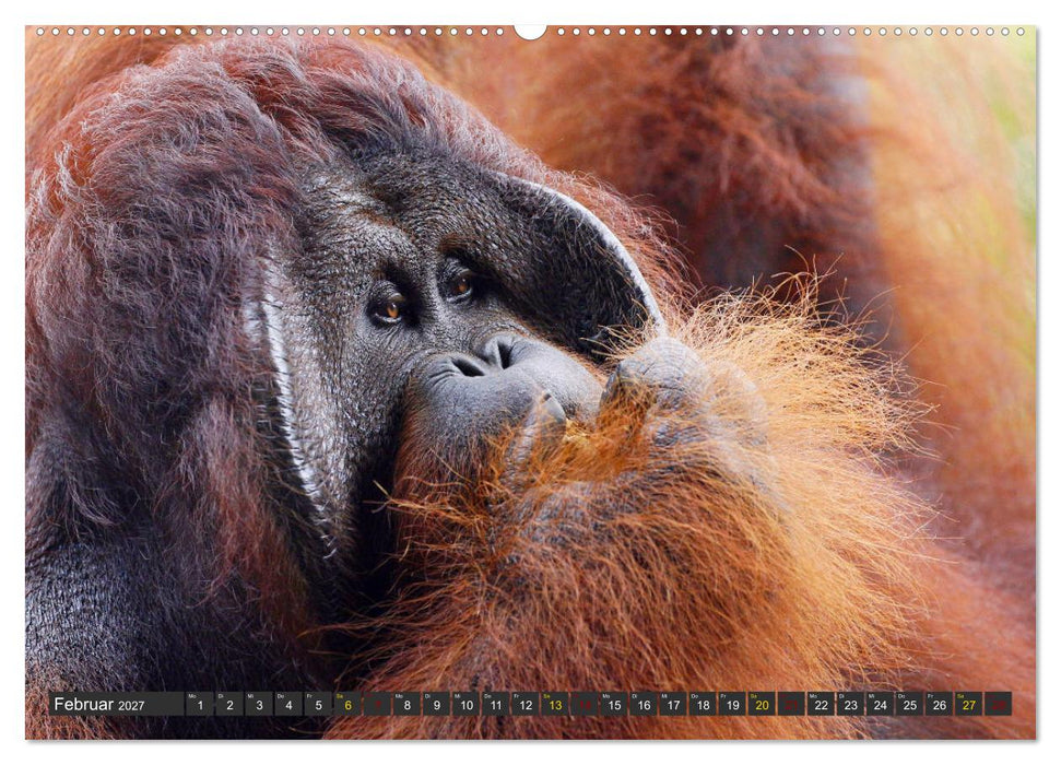 Waldmenschen - Orang Utans auf Borneo (CALVENDO Wandkalender 2027)