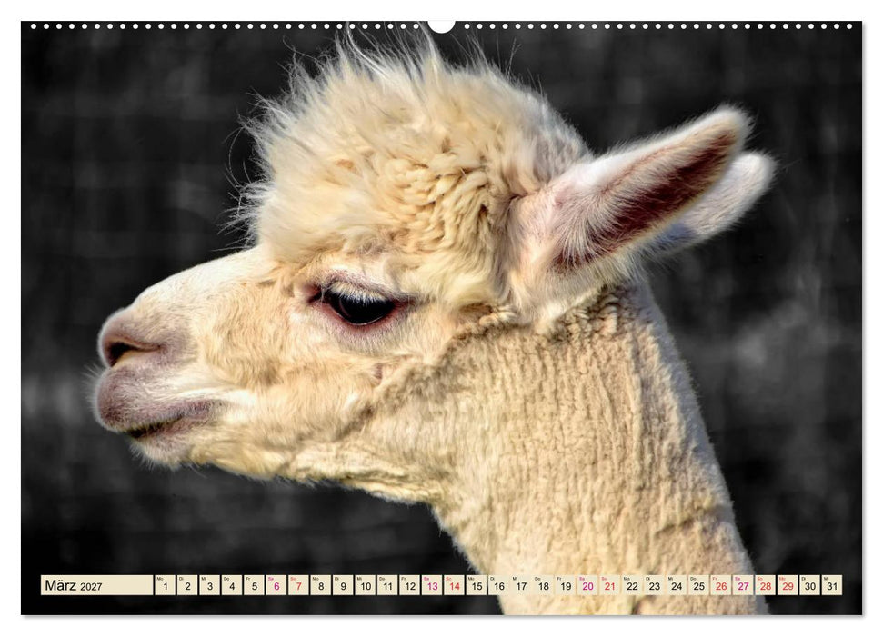 Alpaka Gesichter (CALVENDO Premium Wandkalender 2027)