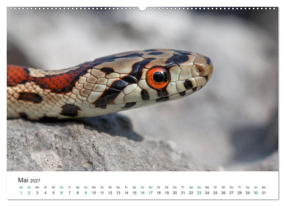 Schlangen - Portraits europäischer Arten (CALVENDO Premium Wandkalender 2027)