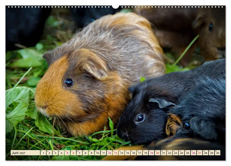 Meerschweinchen - so süß (CALVENDO Premium Wandkalender 2027)