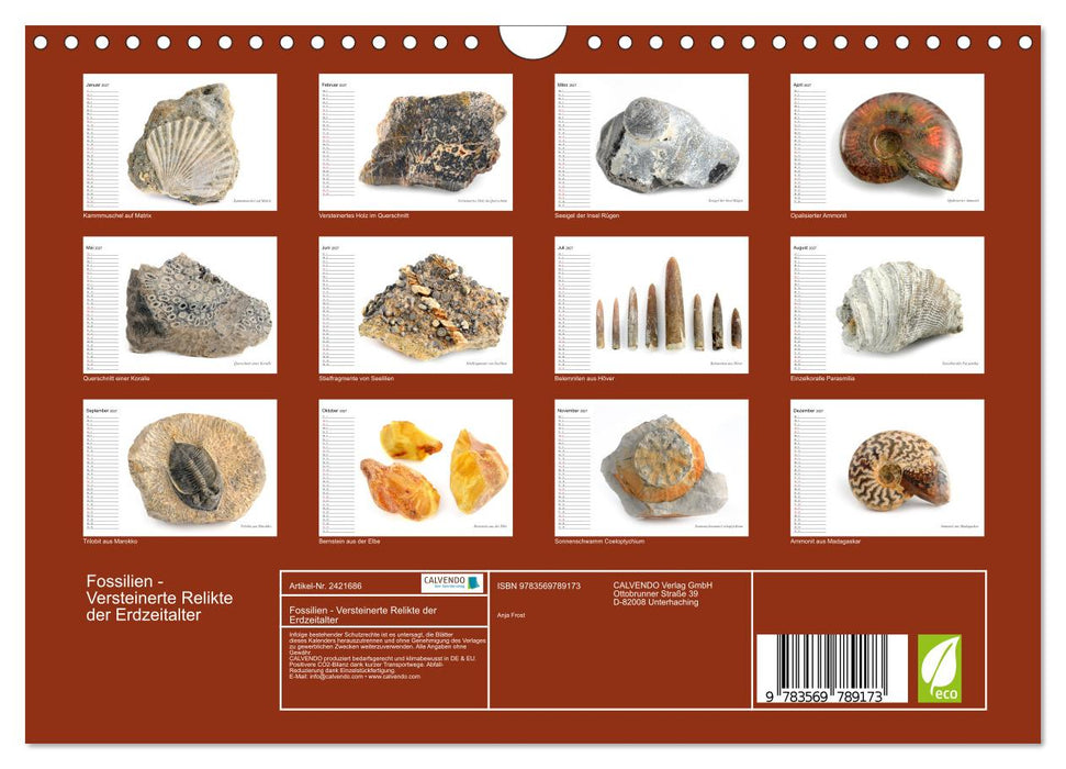 Fossilien - Versteinerte Relikte der Erdzeitalter (CALVENDO Wandkalender 2027)