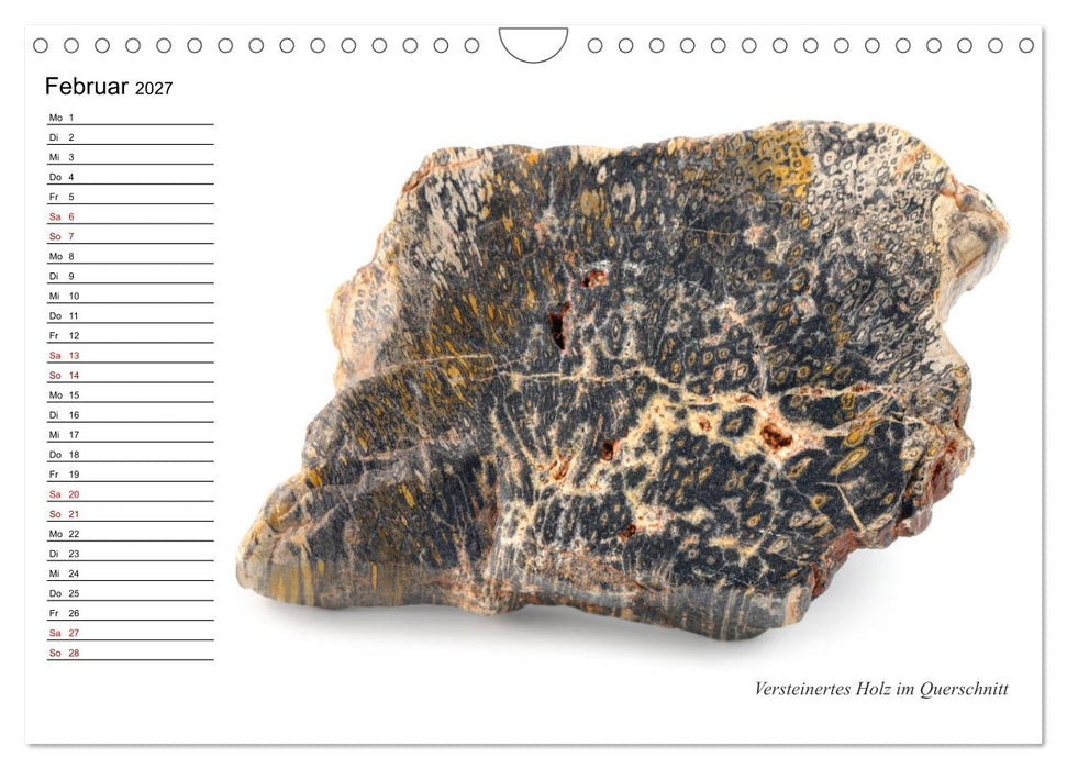 Fossilien - Versteinerte Relikte der Erdzeitalter (CALVENDO Wandkalender 2027)