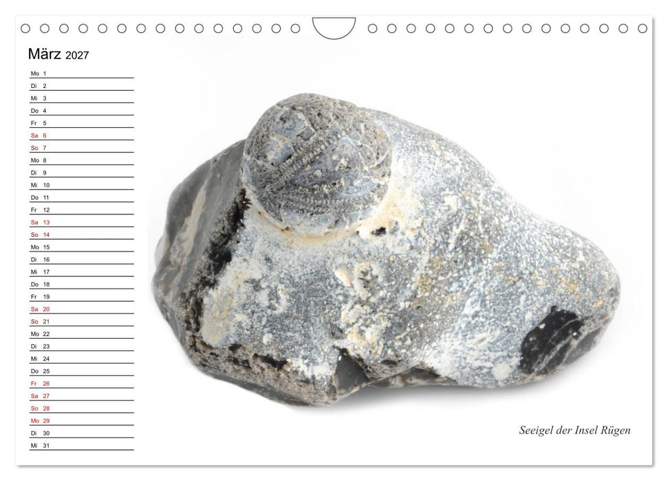 Fossilien - Versteinerte Relikte der Erdzeitalter (CALVENDO Wandkalender 2027)