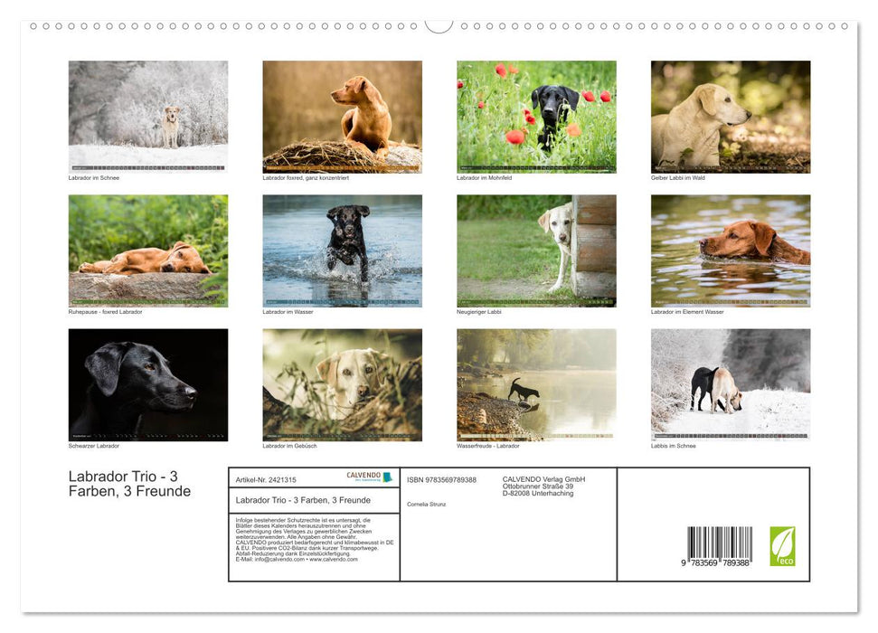 Labrador Trio - 3 Farben, 3 Freunde (CALVENDO Premium Wandkalender 2027)
