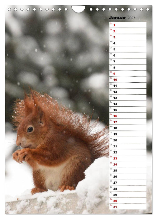 Eichhörnchen - kleine Tiere, große Liebe (CALVENDO Wandkalender 2027)