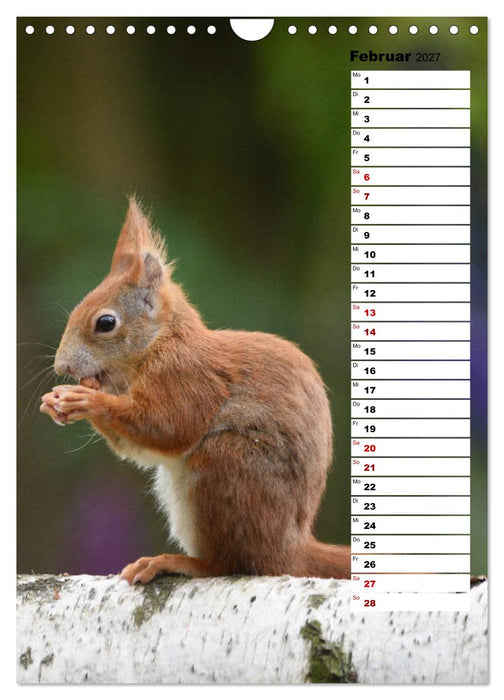 Eichhörnchen - kleine Tiere, große Liebe (CALVENDO Wandkalender 2027)