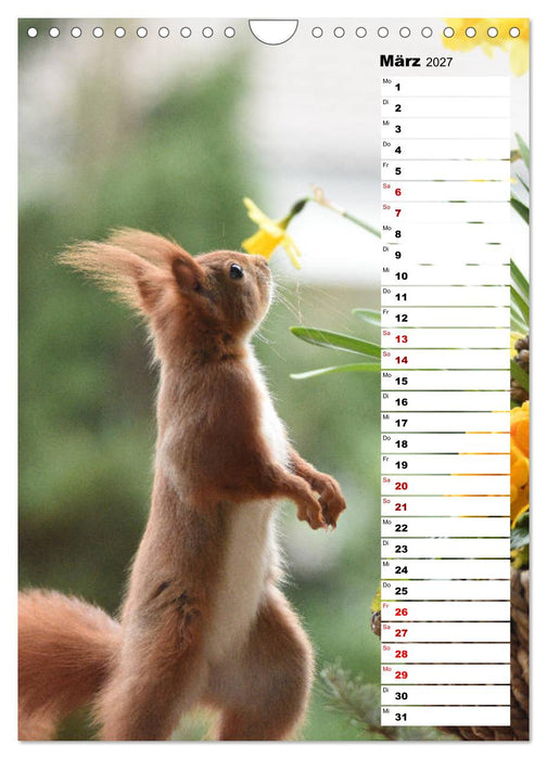 Eichhörnchen - kleine Tiere, große Liebe (CALVENDO Wandkalender 2027)