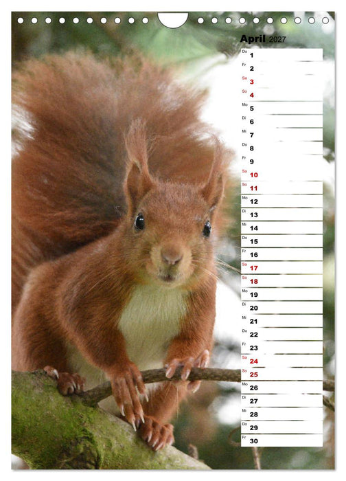 Eichhörnchen - kleine Tiere, große Liebe (CALVENDO Wandkalender 2027)