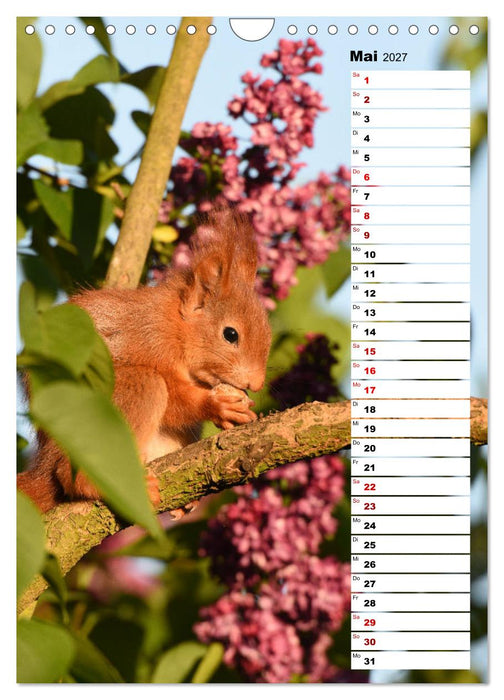 Eichhörnchen - kleine Tiere, große Liebe (CALVENDO Wandkalender 2027)