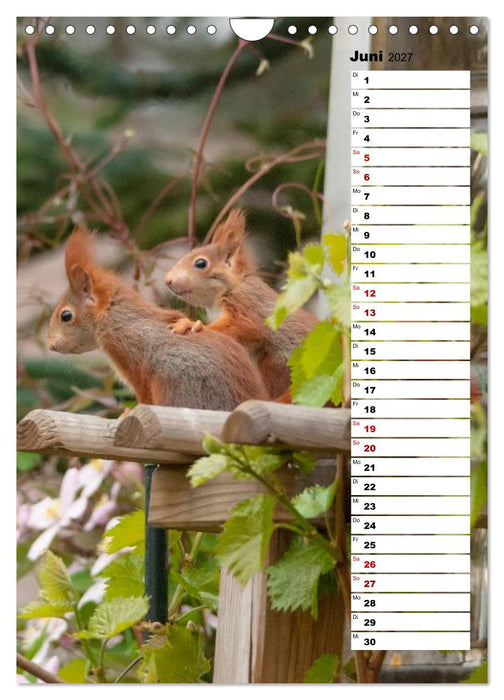 Eichhörnchen - kleine Tiere, große Liebe (CALVENDO Wandkalender 2027)