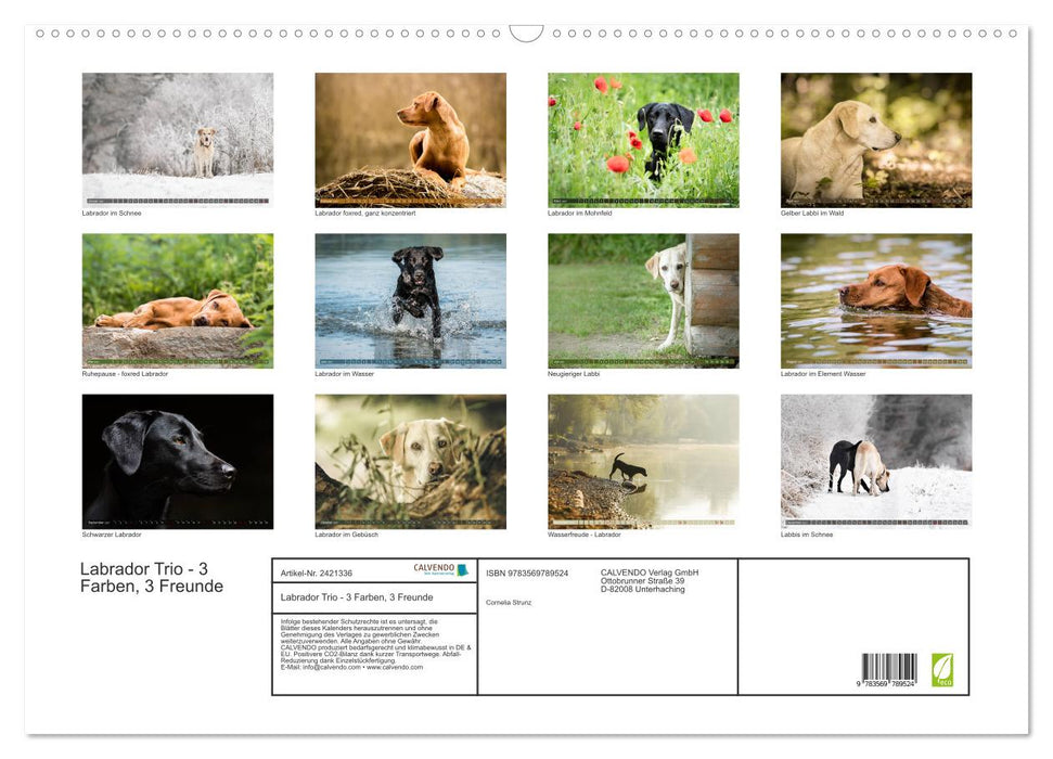 Labrador Trio - 3 Farben, 3 Freunde (CALVENDO Wandkalender 2027)