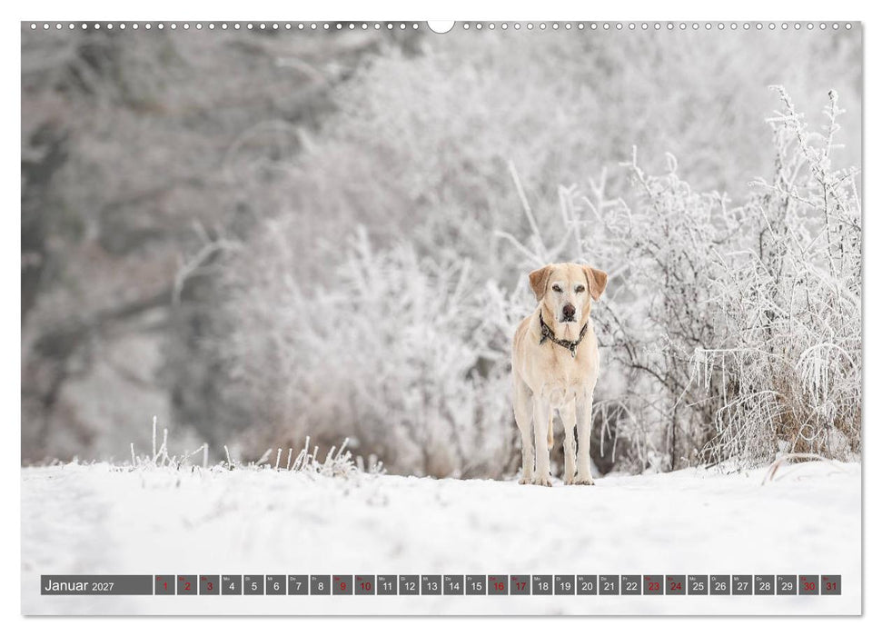 Labrador Trio - 3 Farben, 3 Freunde (CALVENDO Wandkalender 2027)