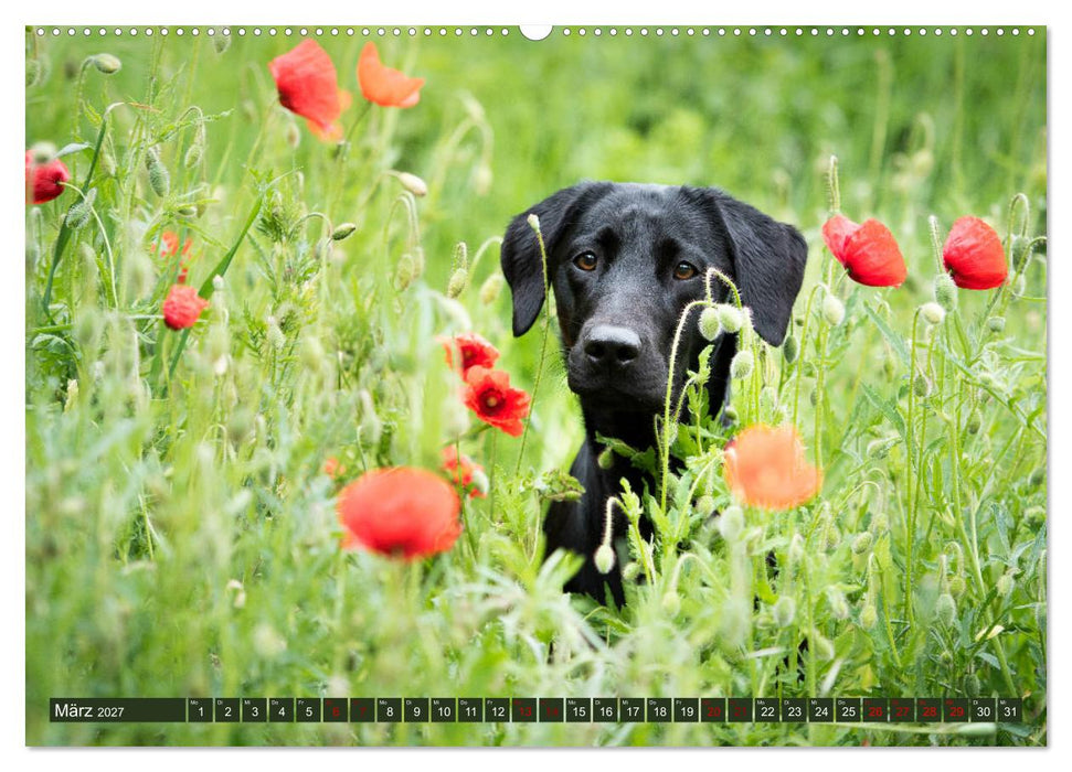 Labrador Trio - 3 Farben, 3 Freunde (CALVENDO Wandkalender 2027)