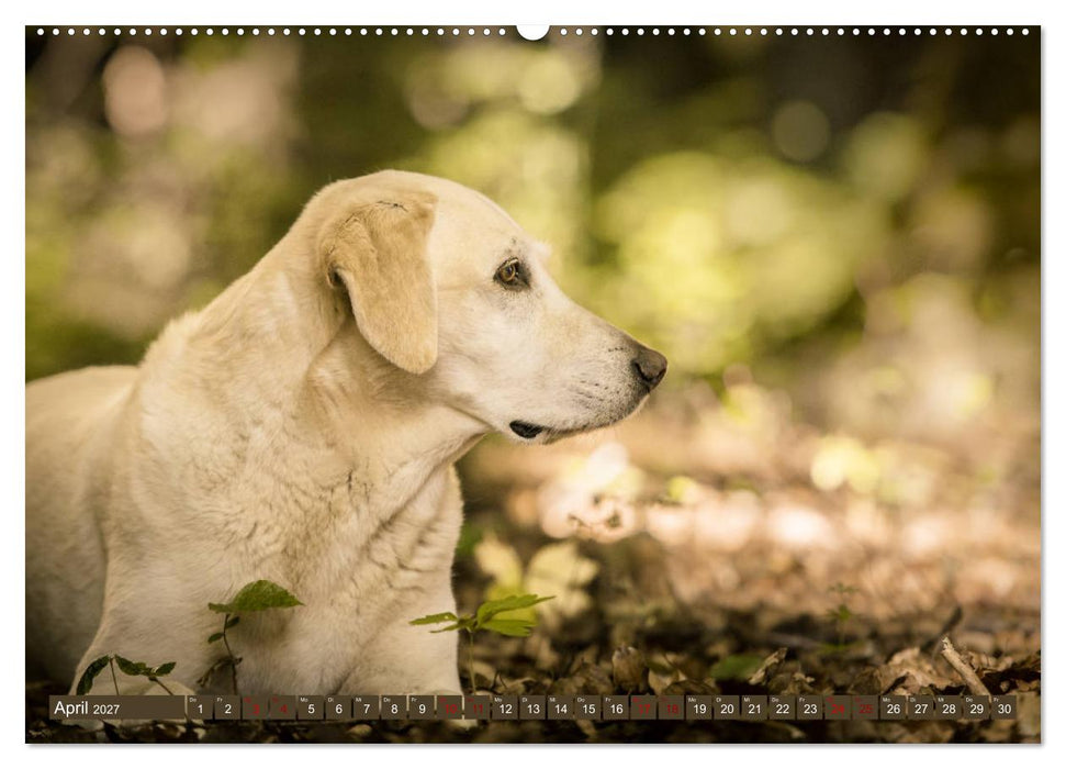 Labrador Trio - 3 Farben, 3 Freunde (CALVENDO Wandkalender 2027)