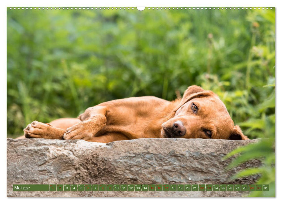 Labrador Trio - 3 Farben, 3 Freunde (CALVENDO Wandkalender 2027)