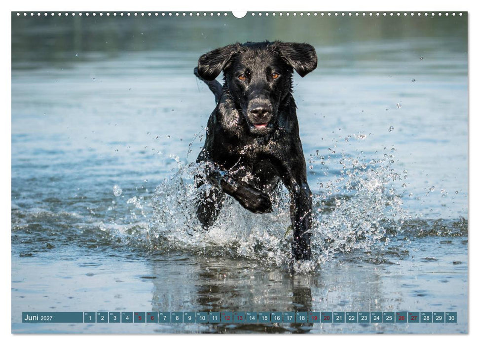 Labrador Trio - 3 Farben, 3 Freunde (CALVENDO Wandkalender 2027)