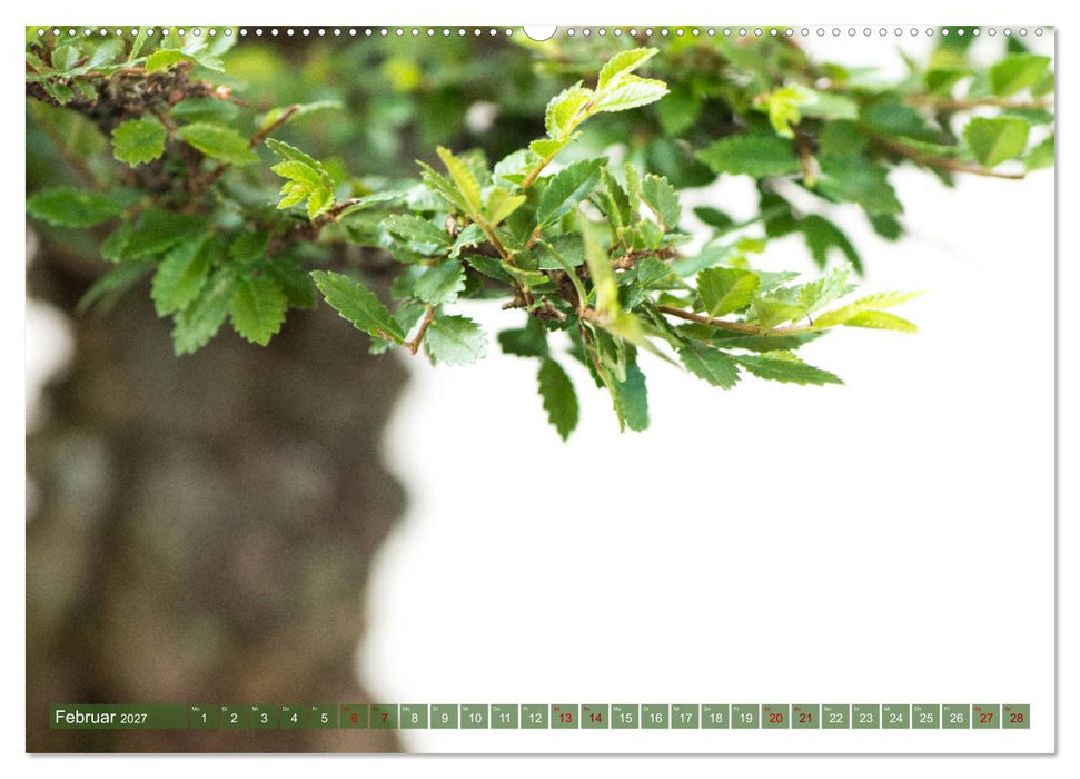 Bonsai ganz nah (CALVENDO Wandkalender 2027)