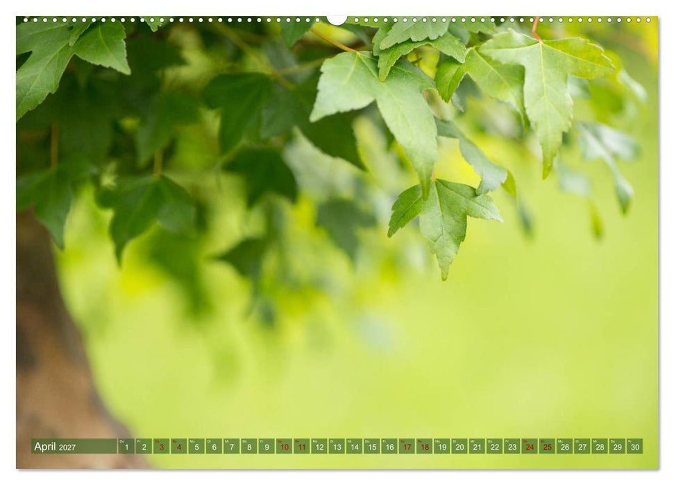 Bonsai ganz nah (CALVENDO Wandkalender 2027)
